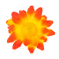 orange-yellow-dasies-20-gab-widmann-23981-1