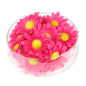 dasies-fuchsia-pink-20-gab-widmann-23983