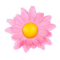 dasies-pink-20-gab-widmann-23982