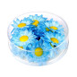 dasies-blue-20-gab-widmann-23984